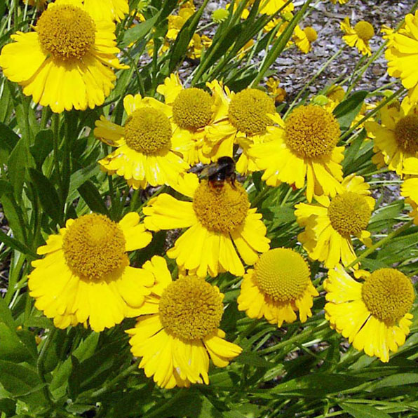 SNEEZEWEED